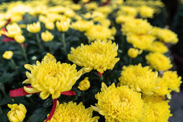 Yellow Tet flowers (marigold) n the traditional Tet holiday (Lunar new year) in Vietnam, Asia