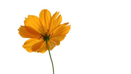 A single sweet orange cosmos flower blossom on white isolated background and copy space