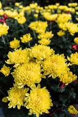 Yellow Tet flowers (marigold) in the traditional Tet holiday (Lunar new year) in Vietnam, Asia