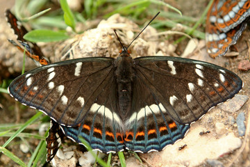 The butterfly insect is called the poplar Tapeworm, in summer on the plant.