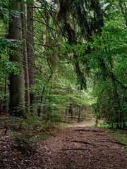 woodland - all colors of forest