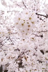 Scientific name is Cerasus ×yedoensis (Matsum.) Masam. & Suzuki ‘Somei-yoshino. 