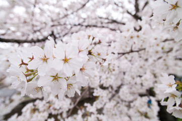 Scientific name is Cerasus ×yedoensis (Matsum.) Masam. & Suzuki ‘Somei-yoshino. 