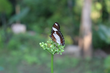A view of butterflies with brown and black white wings perched above the flower buds