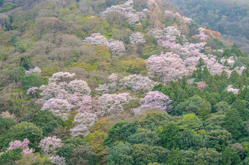 山桜