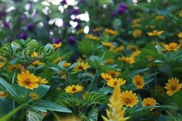 A view of yellow flowers in bloom at day