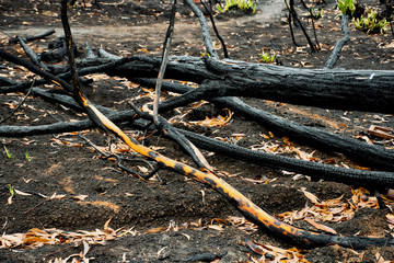 Australian bushfires aftermath: burnt eucalyptus trees damaged by the fire