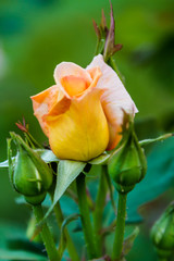 Yellow rose with closed rose buds in a garden