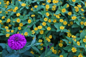 Harmonious composition, small yellow flowers and green leaves with purple flowers in bloom