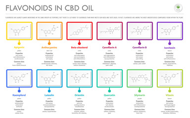 Flavonoids in CBD Oil with Structural Formulas horizontal business infographic illustration about cannabis as herbal alternative medicine and chemical therapy, healthcare and medical science vector.