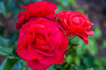 Beautiful red roses in a garden