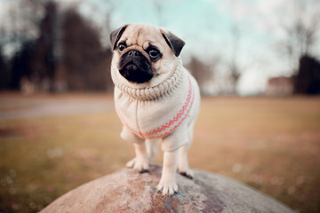 New born female pug dog outdoor. Portrait of beautiful female puppy pug dog.