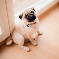 New born funny pug dog in home. Beautiful female pug puppy dog.