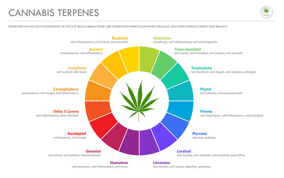 Cannabis Terpenes horizontal business infographic illustration about cannabis as herbal alternative medicine and chemical therapy, healthcare and medical science vector.