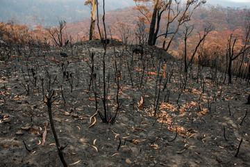 Australian bushfires aftermath: burnt bushes and trees damaged by the fire