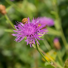 Meadow knapweed on a blurred background
