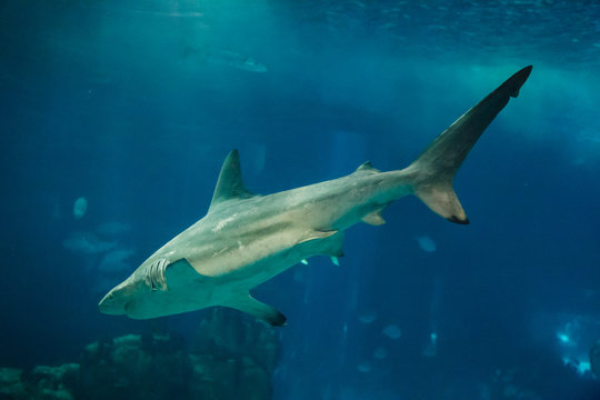 Shark swimming in the giant aquarium of the Lisbon Oceanarium