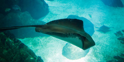 Ray swimming in the giant aquarium of the Lisbon Oceanarium