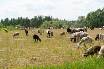 Fototapeta na wymiar Sheep and goats herd peacefully grazing in pasture on sunny day. Farmering concept, color image, copy space.