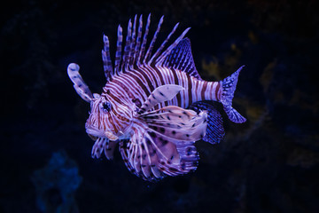 Purple lionfish with its spines deployed