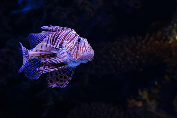 Obraz premium Purple lionfish with its spines deployed