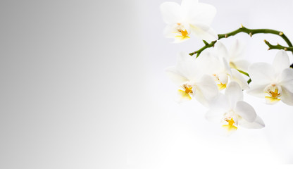 beautiful isolated white orchid on a grey gradient background with space for writing text. Detailed macro shot of the magnificent blossom. Ideal background for valentine's or mother's day