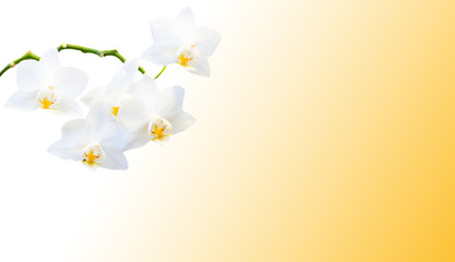 beautiful isolated white orchid on a yellow gradient background with space for writing text....