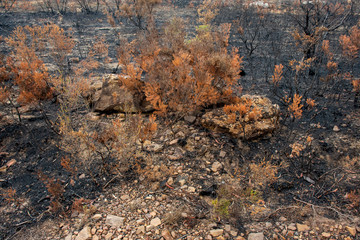 Obraz na płótnie Canvas Australian bushfires aftermath: scorched earth after the grassfire and leaves which became orange because of extremely high temperature