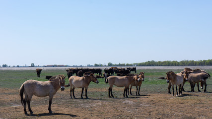 Przevalsky's horses and Aurochs graze in the Hortobágy National Park in Hungary