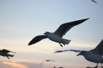 Seagull