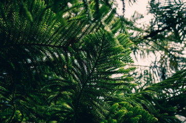 fern in the forest