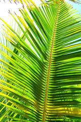 Coconut palm trees beautiful tropical background. Summer concept.