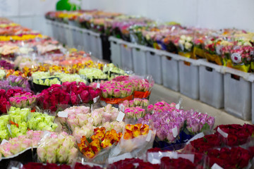 Multi-colored roses red, pink, yellow, white, orange. Wholesale floristic base, shop with flowers for Valentine's Day on February 14 or International Women's Day on March 8.