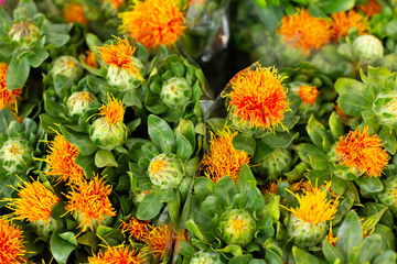 Orange Carthamus tinctorius. Wholesale floristic base, shop with flowers for Valentine's Day on February 14 or International Women's Day on March 8.