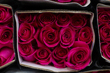 Roses pink, red. Wholesale floristic base, shop with flowers for Valentine's Day on February 14 or International Women's Day on March 8.