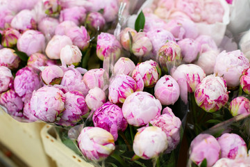 Pink peonies in bundles. Wholesale floristic base, shop with flowers for Valentine's Day on February 14 or International Women's Day on March 8. © velirina