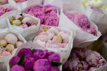 Pink peonies in bundles. Wholesale floristic base, shop with flowers for Valentine's Day on February 14 or International Women's Day on March 8.
