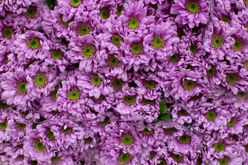 Purple chrysanthemum, golden-daisy. Wholesale floristic base, shop with flowers for Valentine's Day on February 14 or International Women's Day on March 8.