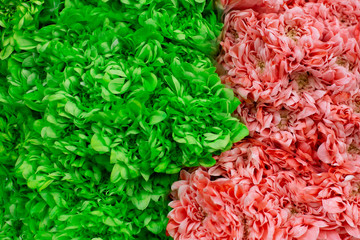 Fototapeta premium Green and pink chrysanthemum. Wholesale floristic base, shop with flowers for Valentine's Day on February 14 or International Women's Day on March 8.