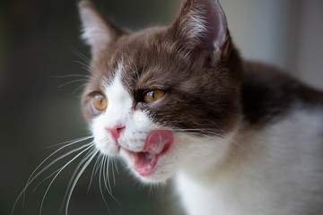 British Short hair cat with bright yellow eyes licking with tongue isolated on gray background