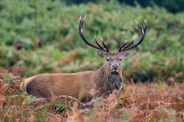 Red Deer Stag (Cervus elaphus) in dense bracken at the edge of a forest