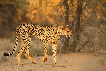 The cheetah (Acinonyx jubatus) feline walking across the sand in Kalahari desert.
