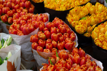 Orange and red tulips in bundles. Wholesale floristic base, shop with flowers for Valentine's Day on February 14 or International Women's Day on March 8.