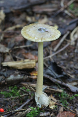 Amanita olivaceogrisea, an olive-gray ringless amanita, wild mushrooms from Finland