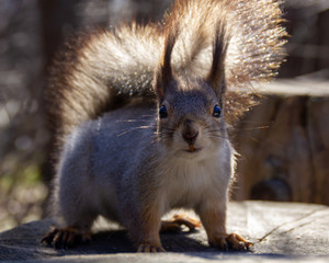 red squirrel in the National Park Elk Island