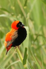 The red bishop (Euplectes orix) sitting on the branch a looking around.