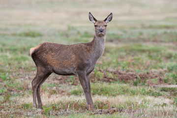 Naklejka na ściany i meble Red Deer Calf (Cervus elaphus) in grass meadow 