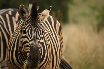 Fototapeta na wymiar A Burchells Zebra (Equus quagga burchelli) staying in dry grass with green background.