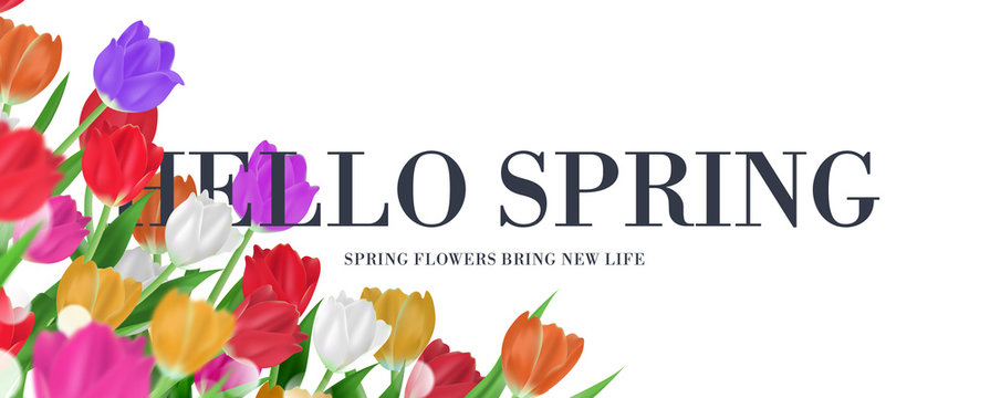 Elegant hello spring text floral frame banner, colorful tulips bouquet background vector illustration