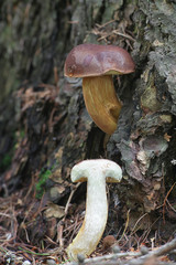 Imleria badia, known as the bay bolete, wild mushroom from Finland